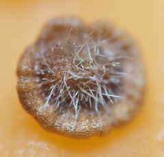 Neuroterus umbilicatus