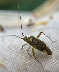 Closterotomus trivialis