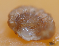 Neuroterus umbilicatus