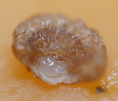 Neuroterus umbilicatus