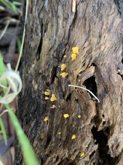 Calocera guepinioides