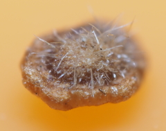 Neuroterus umbilicatus