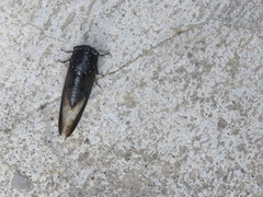 Cryptotympana aquila