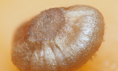 Neuroterus umbilicatus