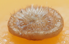 Neuroterus umbilicatus