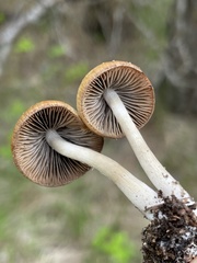 Psathyrella senex