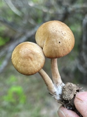 Psathyrella senex