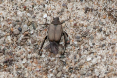 Strigoderma arbicola