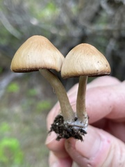 Psathyrella senex