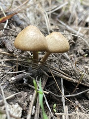 Psathyrella senex