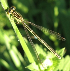 Enallagma antennatum