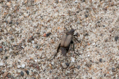 Strigoderma arbicola