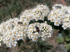 Trichodes ircutensis