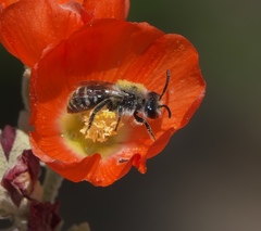Colletes sphaeralceae