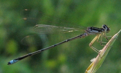 Enallagma antennatum
