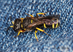 Ectemnius cephalotes