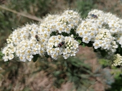 Trichodes ircutensis