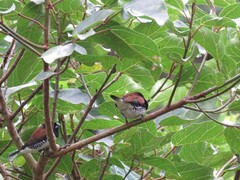 Spermestes bicolor nigriceps