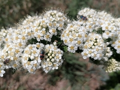 Trichodes ircutensis