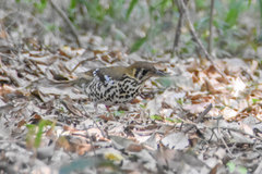 Geokichla guttata
