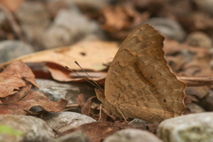 Junonia lemonias aenaria