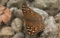 Junonia lemonias aenaria