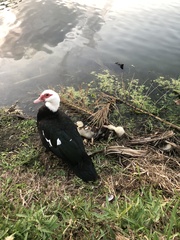 Cairina moschata domestica