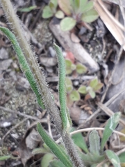 Crucihimalaya bursifolia