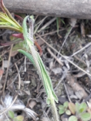 Crucihimalaya bursifolia