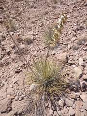 Yucca baileyi