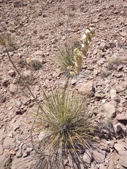 Yucca baileyi