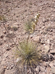 Yucca baileyi