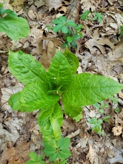 Phytolacca americana