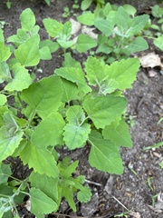 Chenopodium album