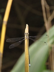 Chlorolestes tessellatus