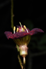 Kigelia africana