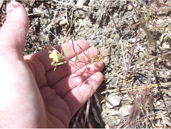 Camissonia sierrae sierrae
