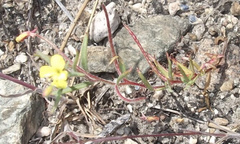 Camissonia sierrae sierrae