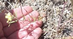 Camissonia sierrae sierrae