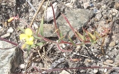 Camissonia sierrae sierrae