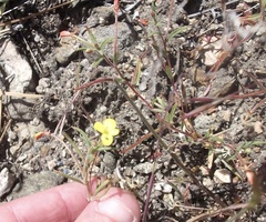 Camissonia sierrae sierrae
