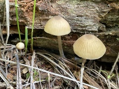 Entoloma cetratum