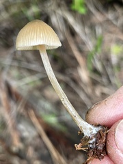 Entoloma cetratum