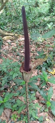 Amorphophallus hirtus