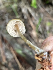 Entoloma cetratum