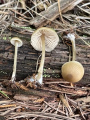 Entoloma cetratum