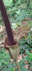 Amorphophallus hirtus