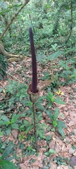 Amorphophallus hirtus