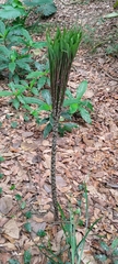 Amorphophallus hirtus