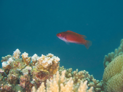 Cirrhilabrus solorensis